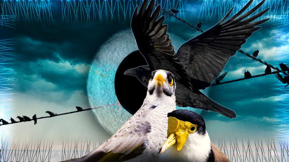 It's not just magpies to watch out for this swooping season | SBS News