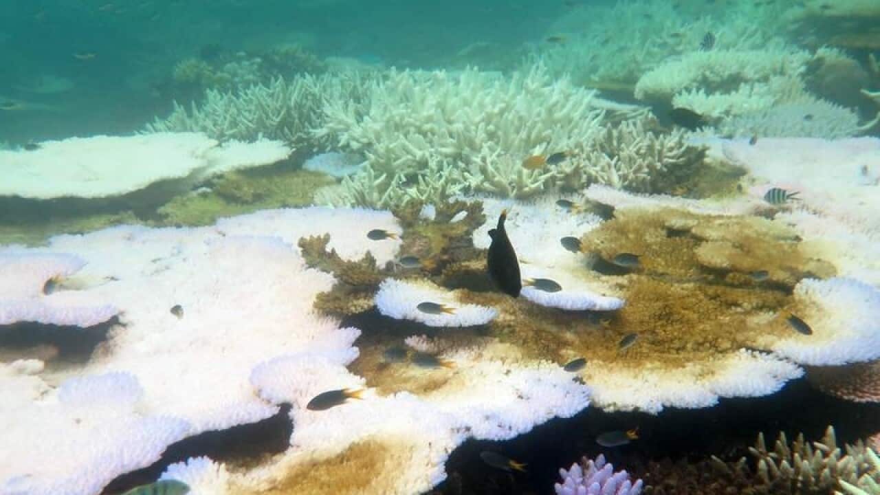 bleaching damages on the Great barrier Reef