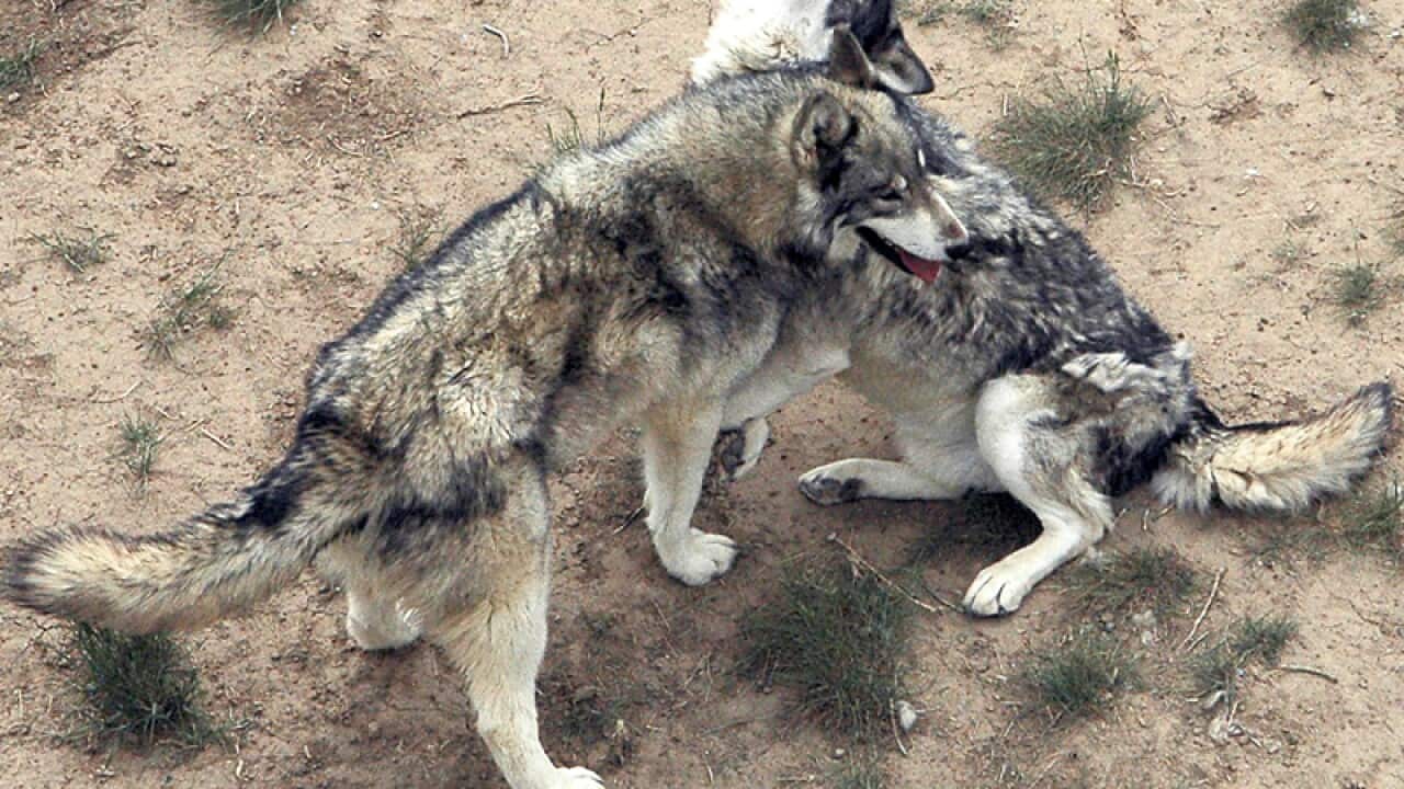 Two eastern gray wolves play in their habitat.