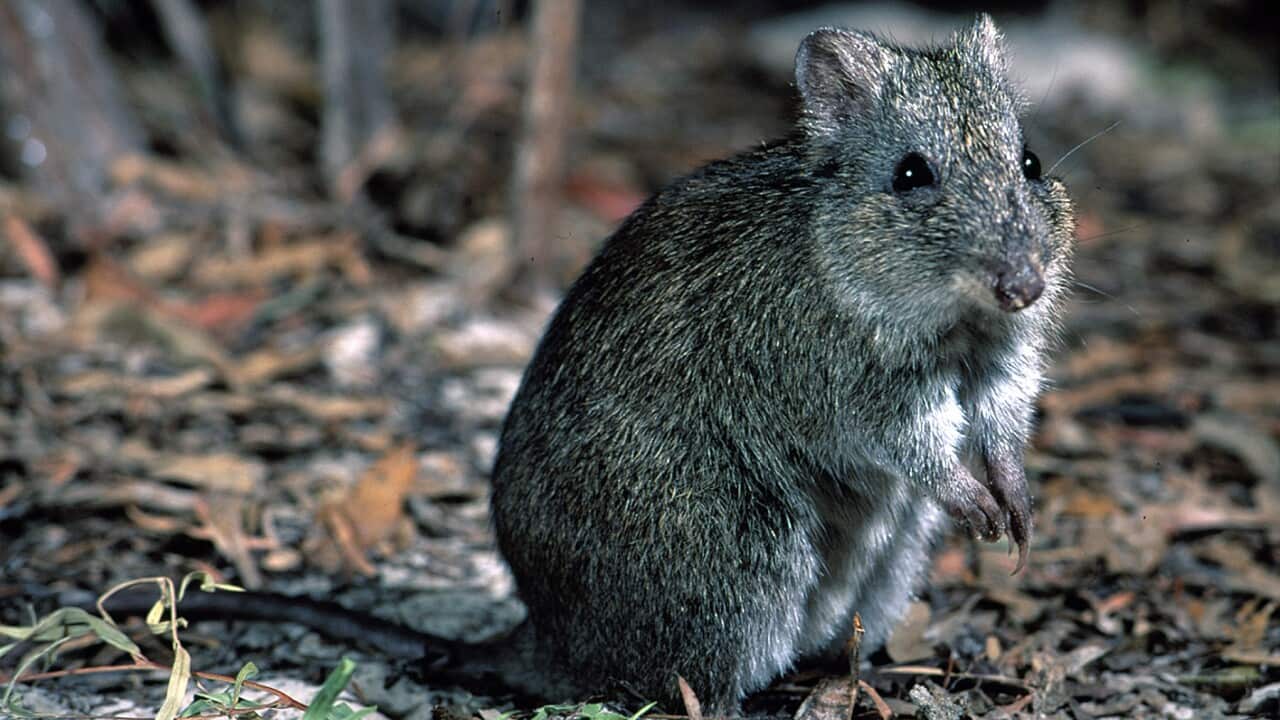 A Gilbert's potoroo