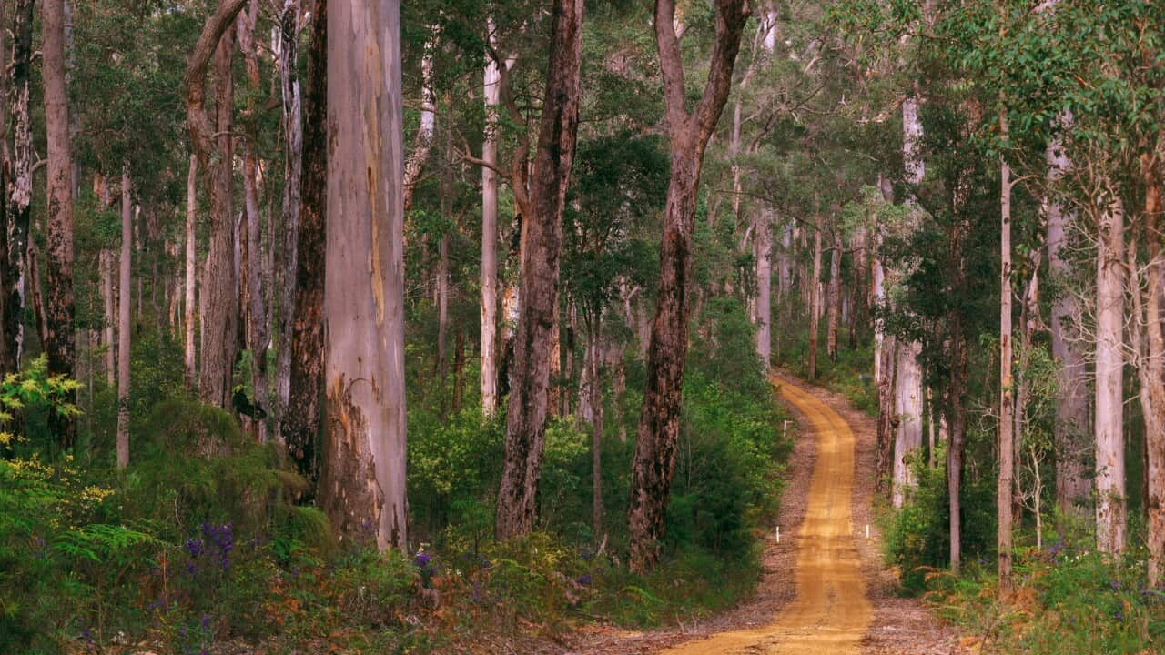 Unsealed road winding through forest of Karri and Jarrah trees