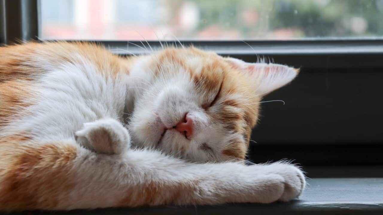 SG CAT Ownership 1.jpg