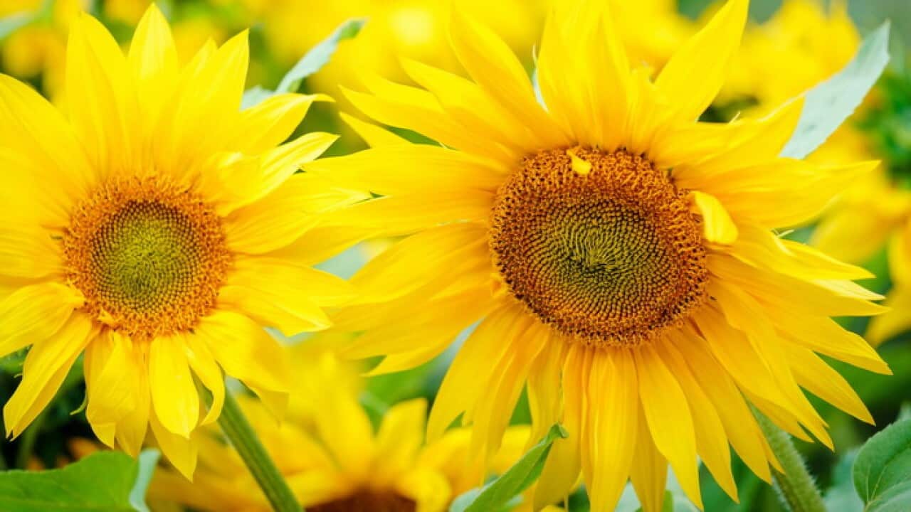 Sunflowers at the MH17 National Monument in Vijfhuizen, The Netherlands