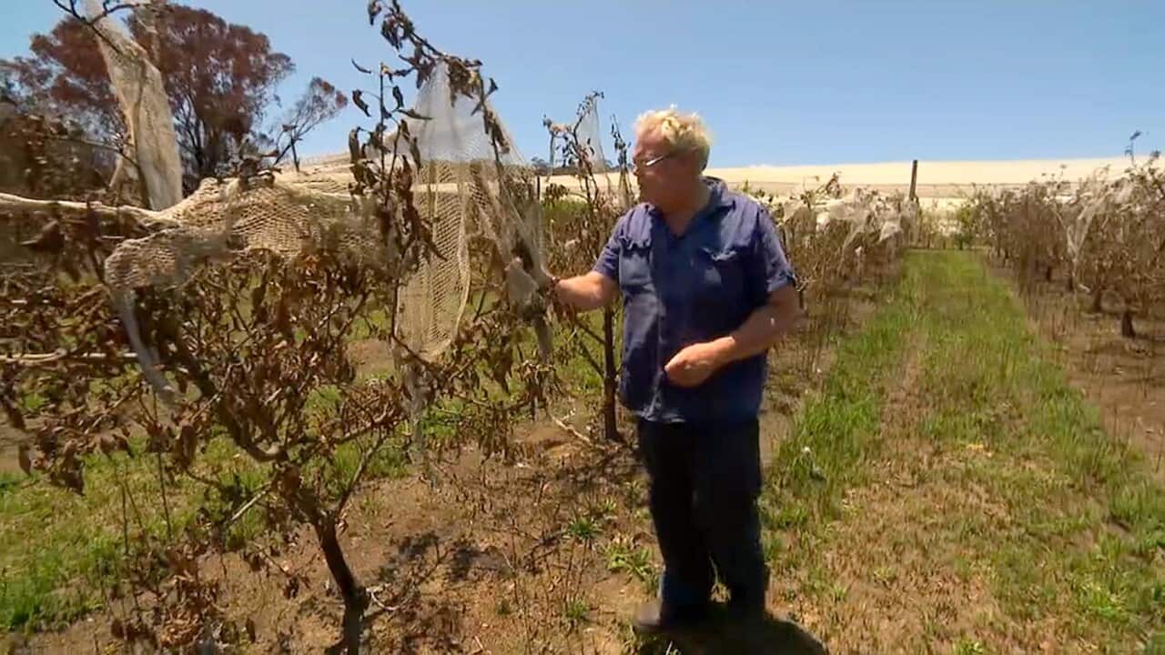 Sean Lonergan in his ruined Fuji apples orchard