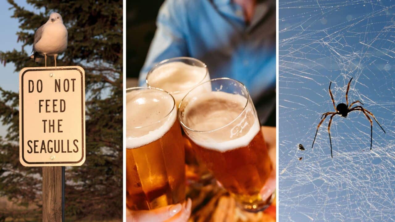 Things Tourists Should Never Do in Australia