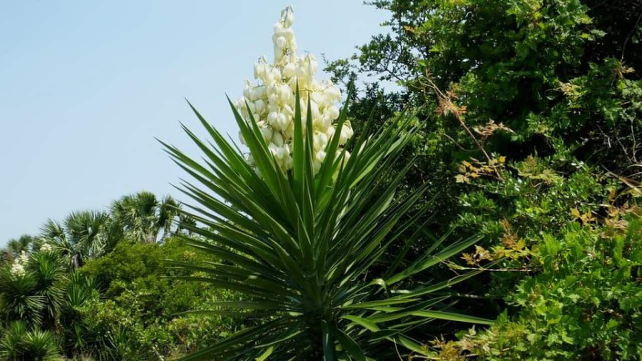Yucca Plant
