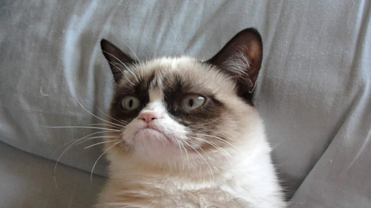 Grumpy Cat
