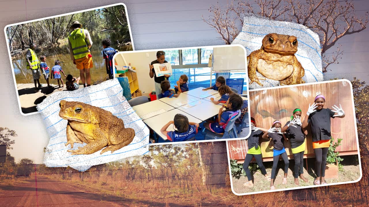 A collage of cane toads and students at a school against a backdrop of the Kimberley.