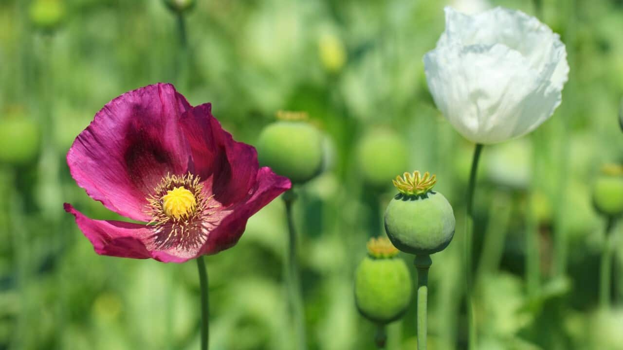 Opium flower (Getty Images-kenansavas)