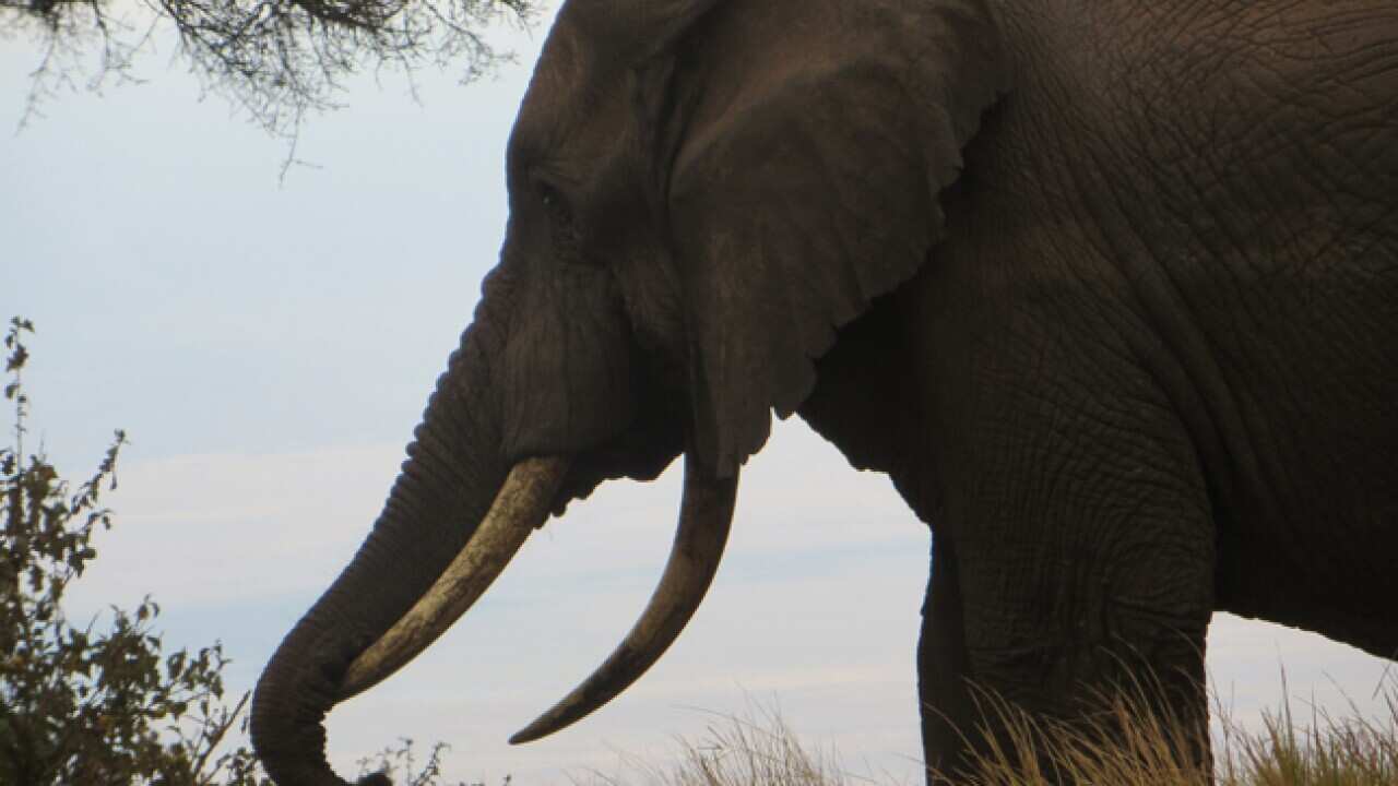 Elephant_poaching-tanzania_b_sbs_648x486_143662916