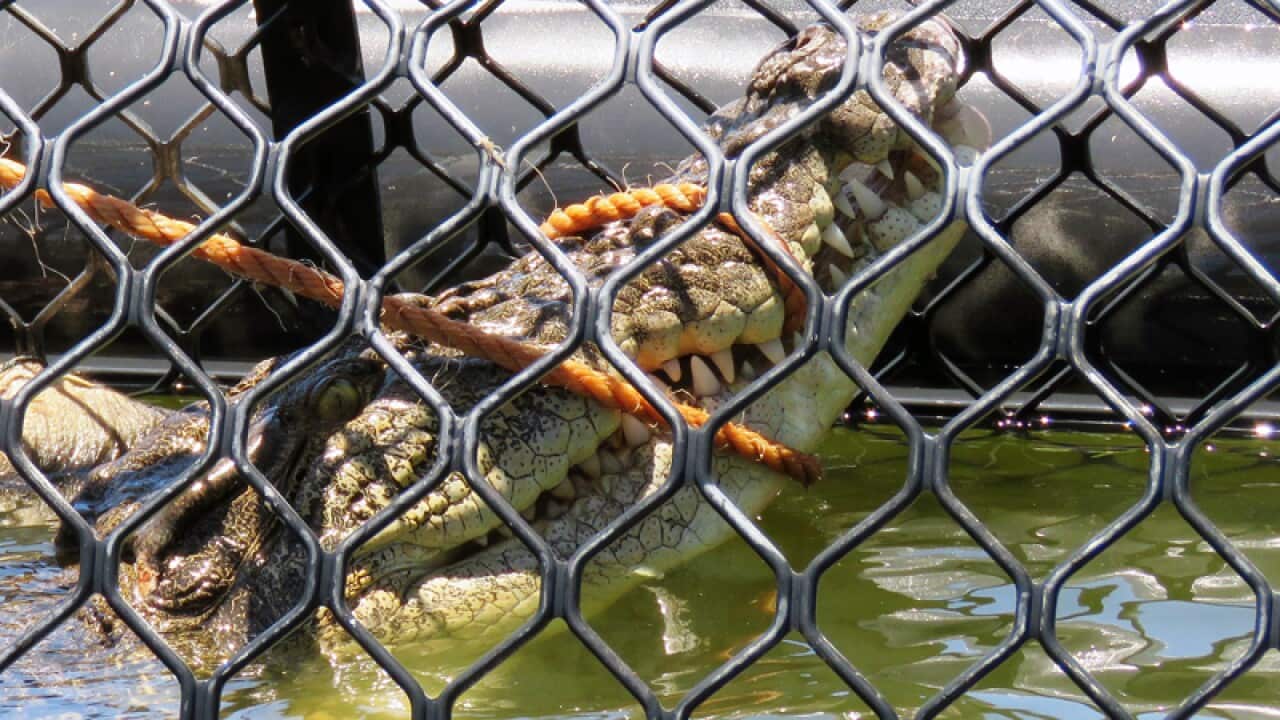 A crocodile captured at a north Queensland golf course