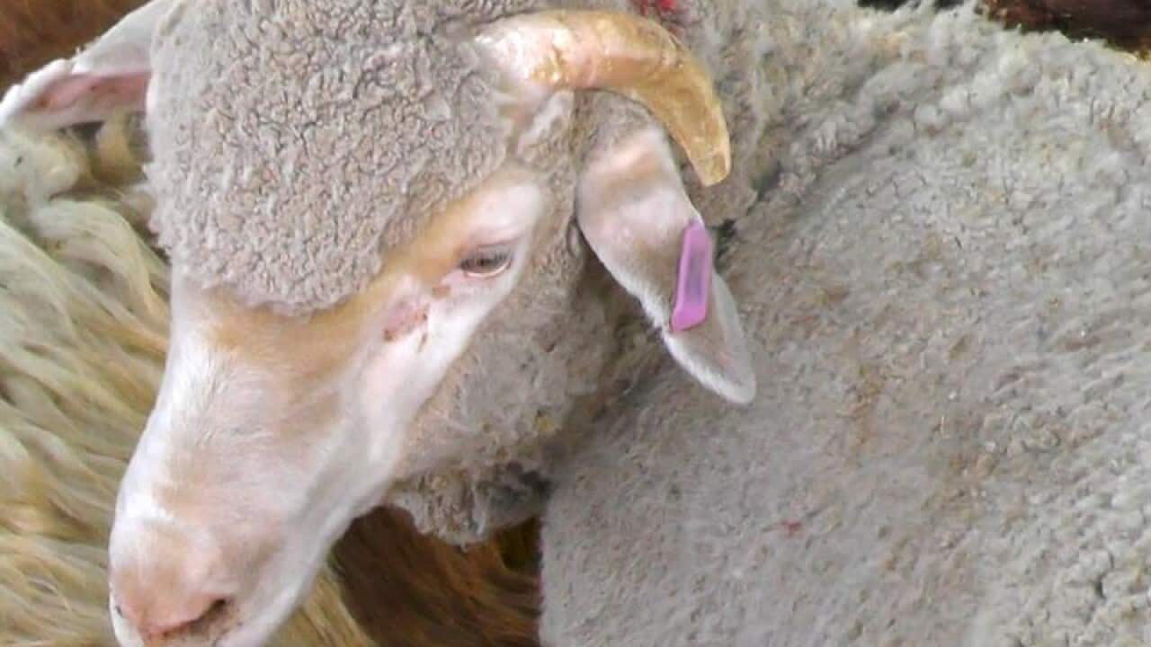 AUSTRALIAN LIVE EXPORT MIDDLE EAST