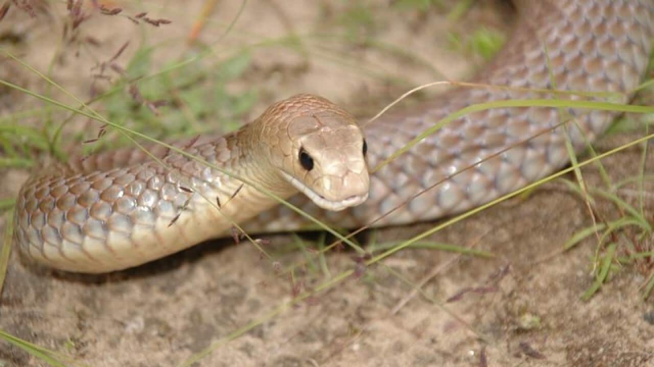 Eastern Brown Snake