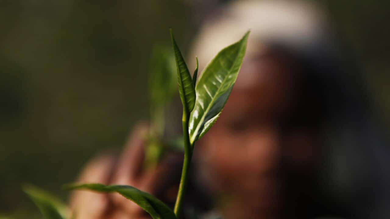 An Indian labourer plucks tea leaves at a tea garden.