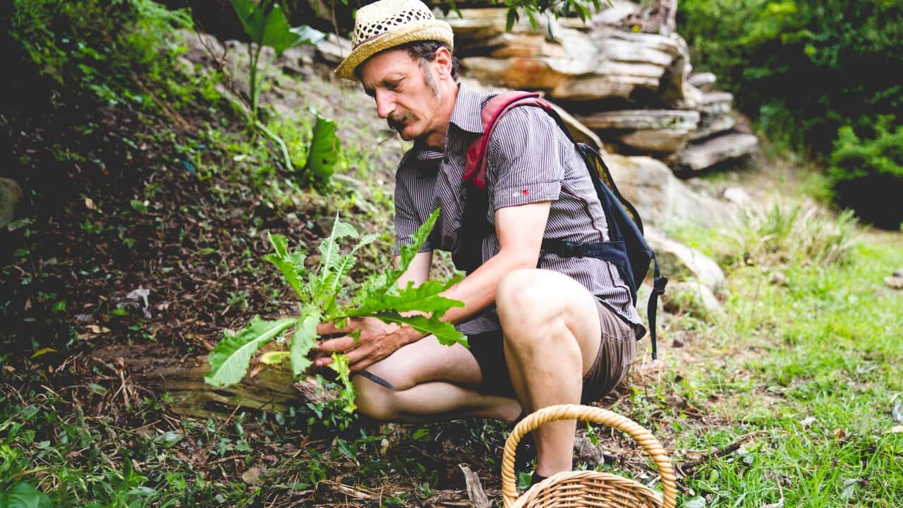 Diego Bonetto, "The Weedy One" - https://www.diegobonetto.com/