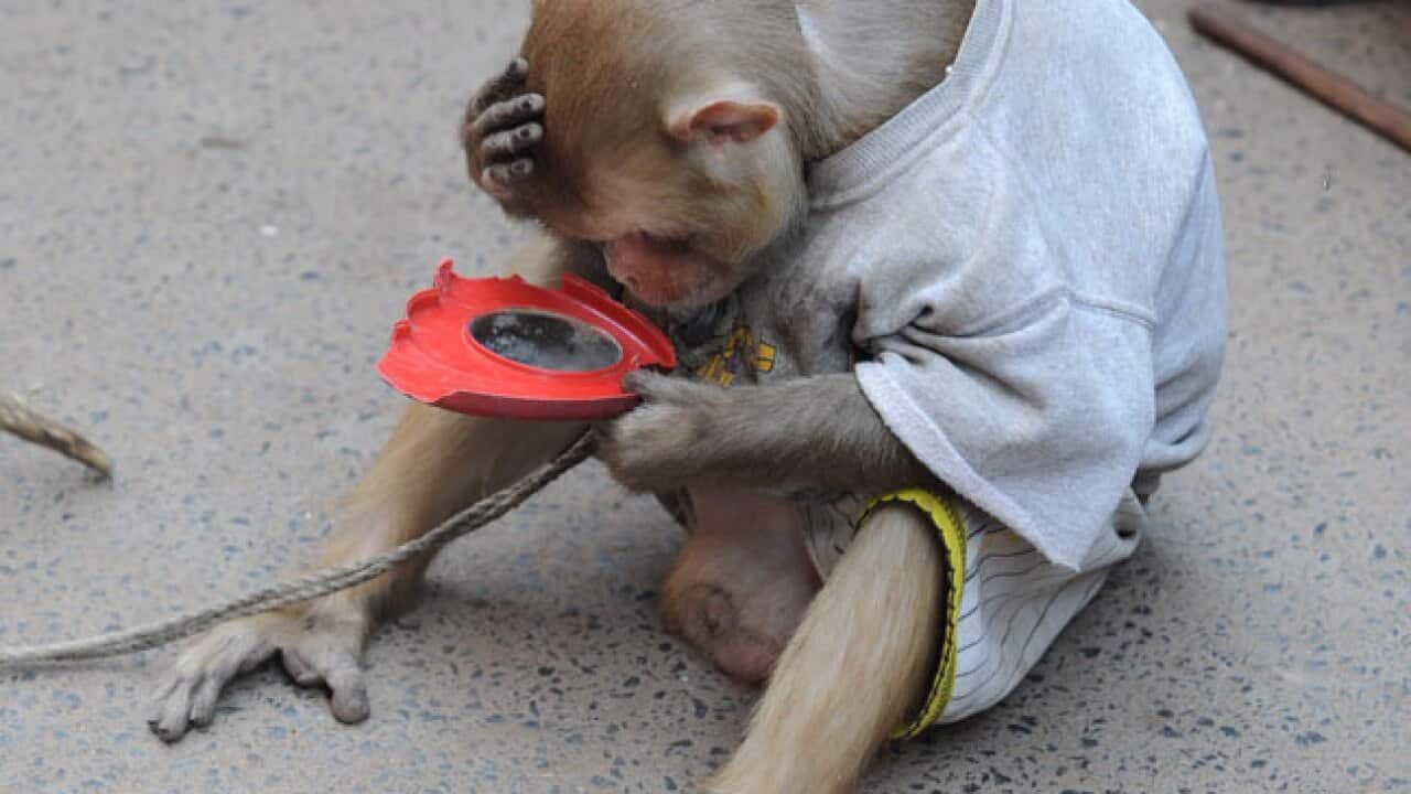 monkey_mirror_121005_L_Getty_125979087