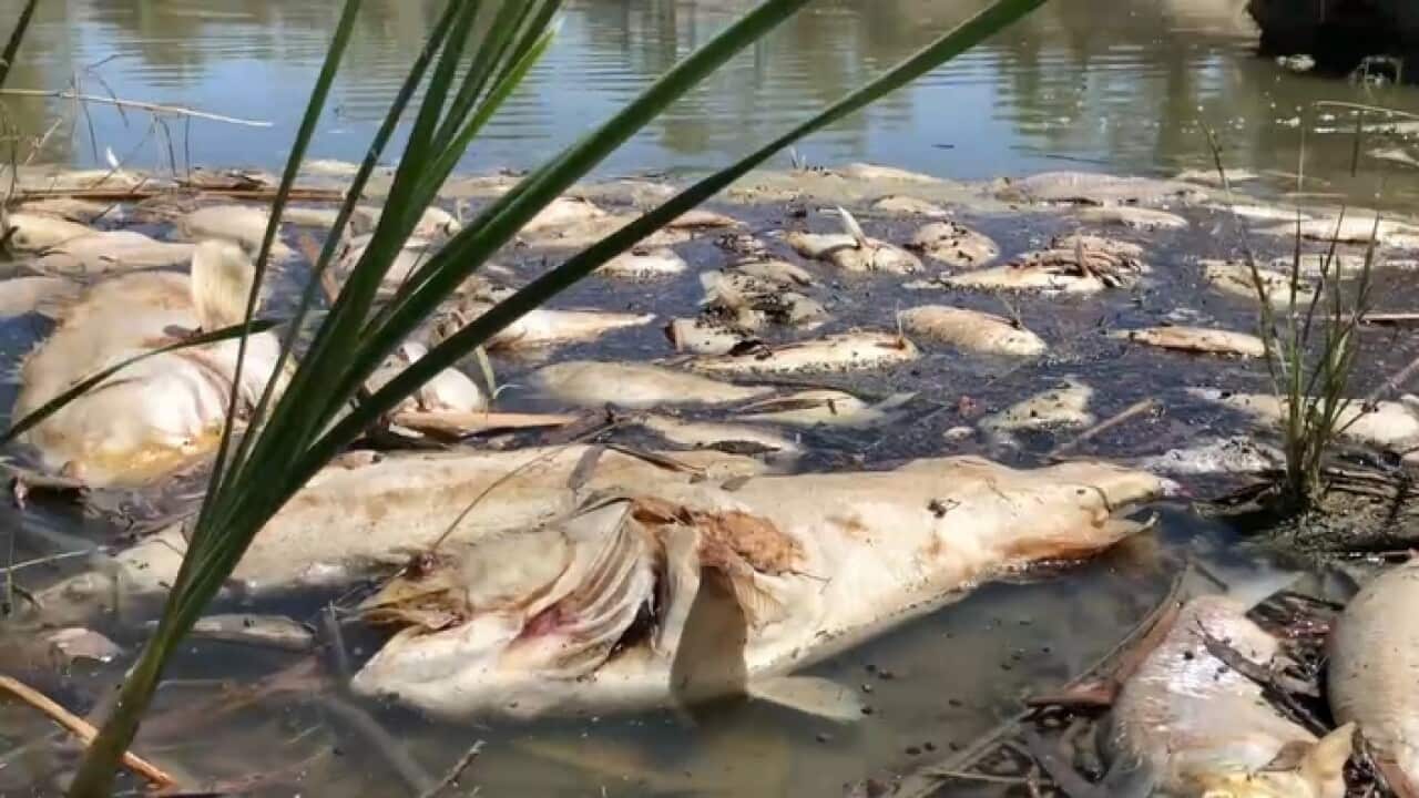 Dead fish in the Darling River