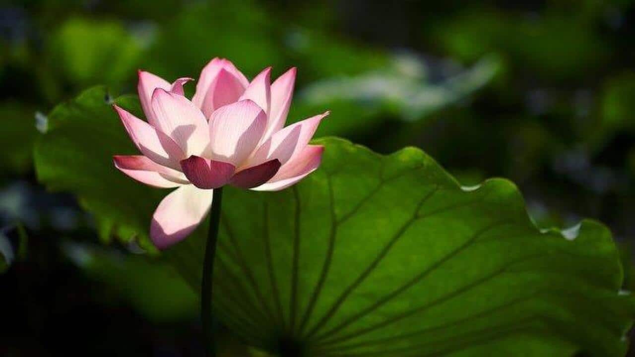 Lotus, kind of water plant.