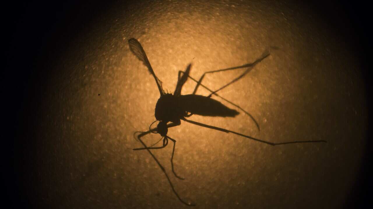 File image of an Aedes aegypti mosquito