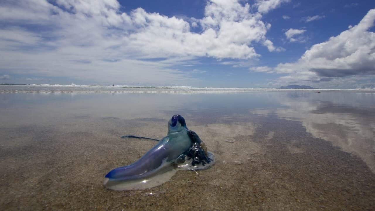 A Blue Bottle Jellyfish at Pakiri Beach