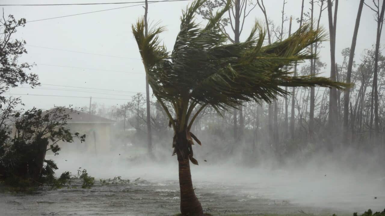 Strong wind from Hurricane Dorian lashes trees Freeport, Grand Bahama