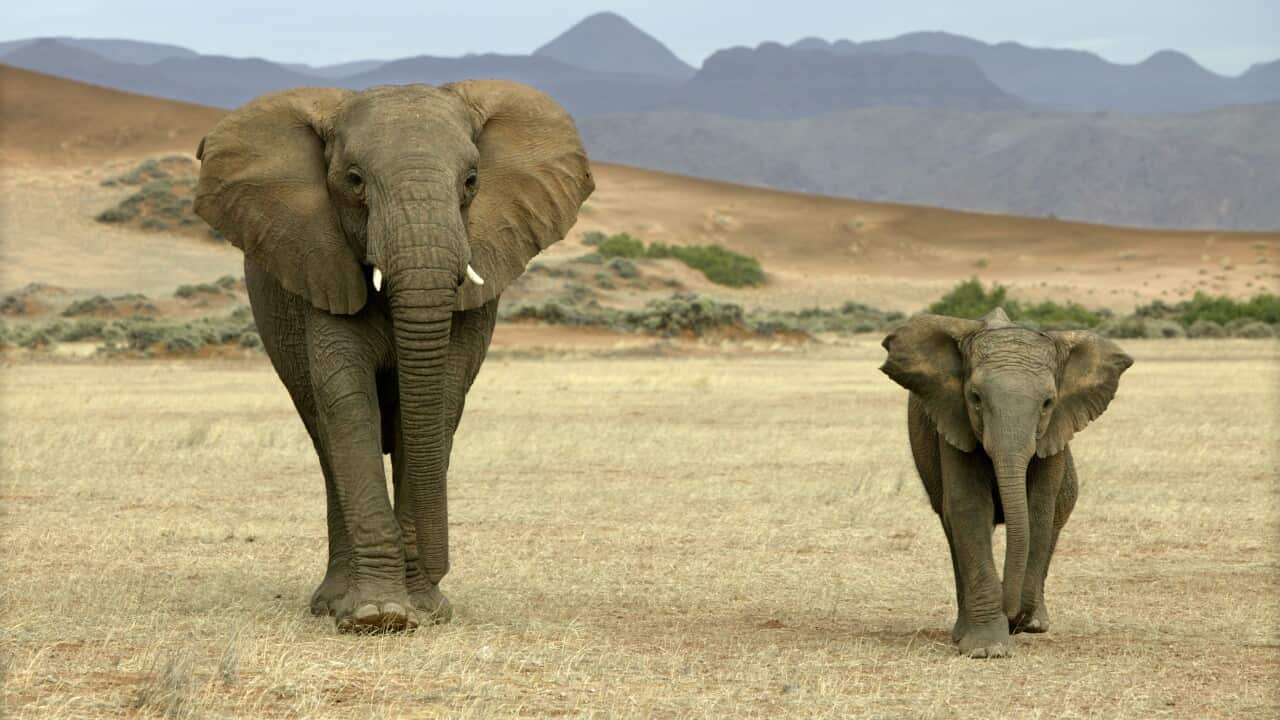 African Desert Elephant - adult & young.