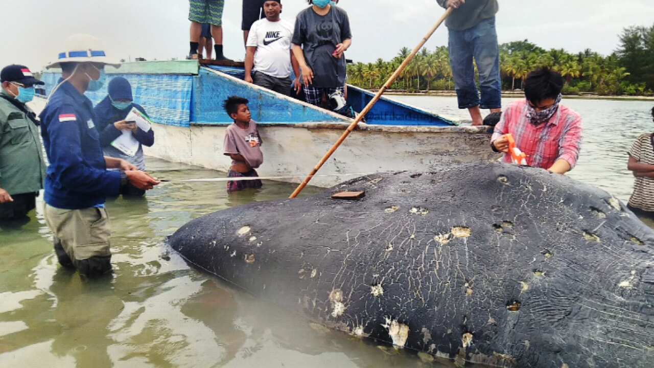 Stranded whale