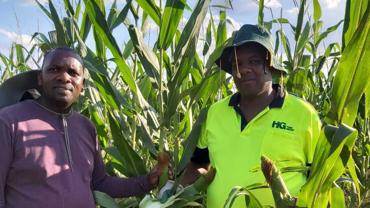 Paul Irungu na mshiriki wake Handson Nhanhanga ndani ya shamba lao