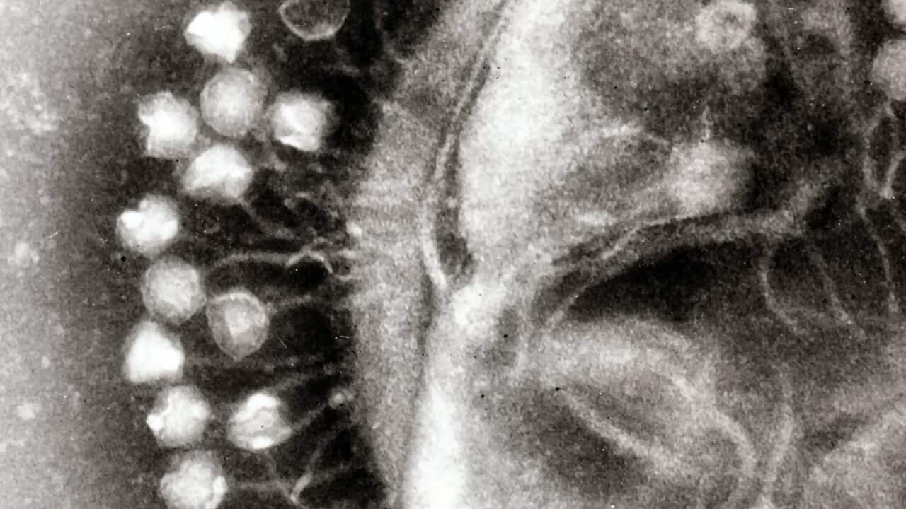 Virus
