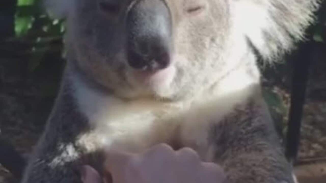 Australian Zoo Sees the Birth of a Rare White Koala