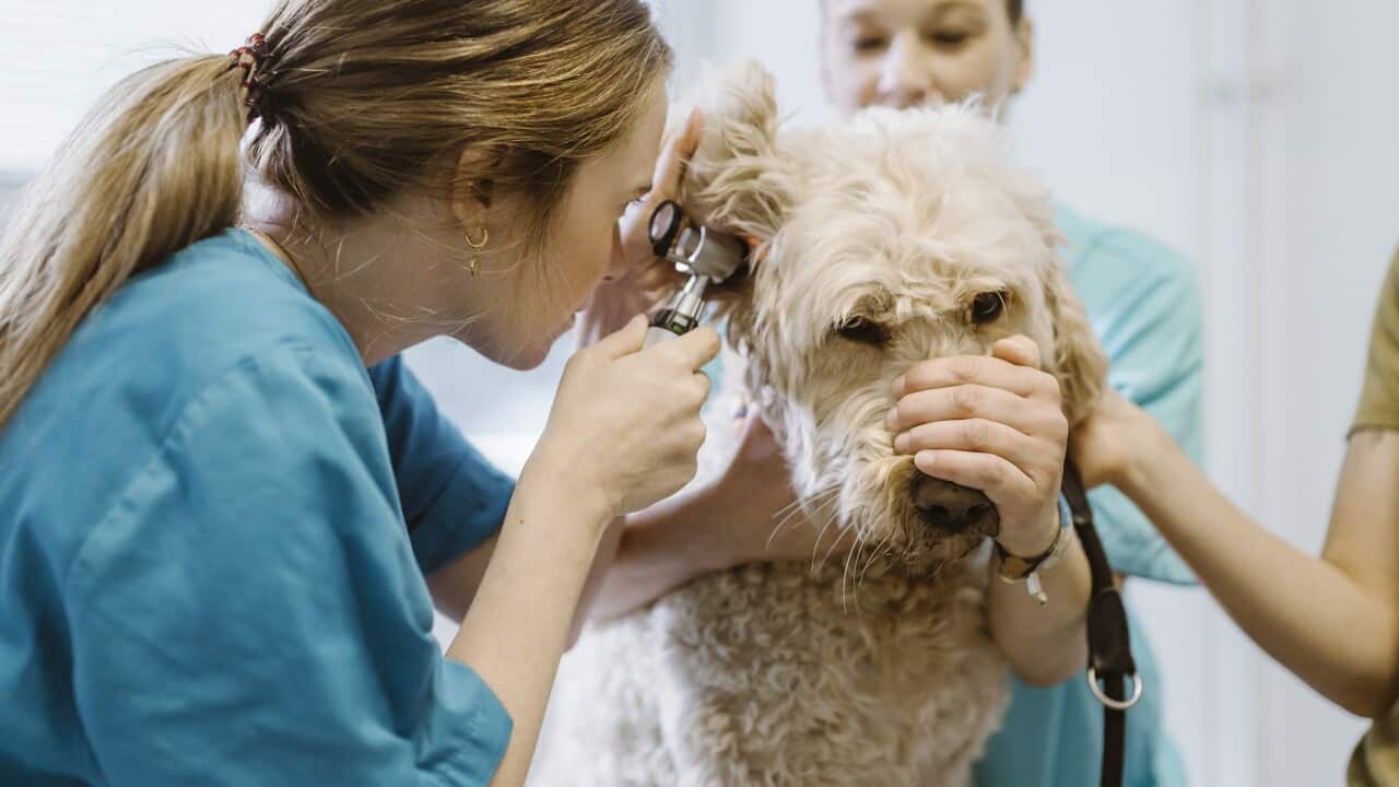 Female vet checking ear of labradoddle during routine checkup in veterinary clinic