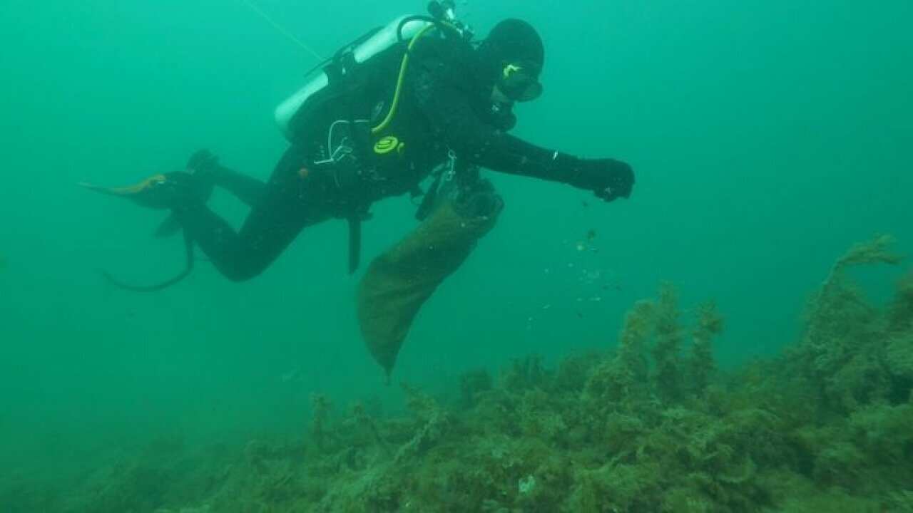 A diver working on the reef restoration project