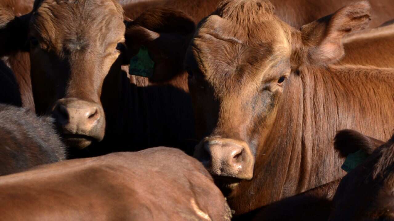 Cattle in Dalby