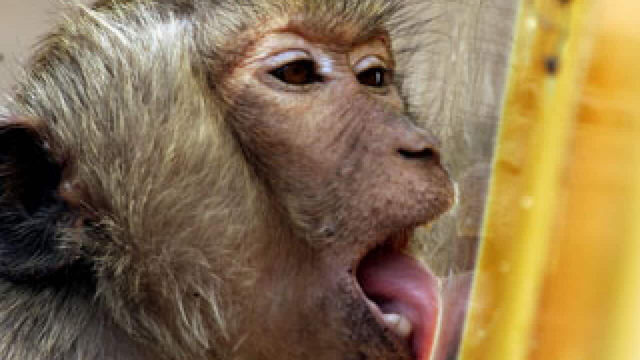 money_rabiesstory_jpg