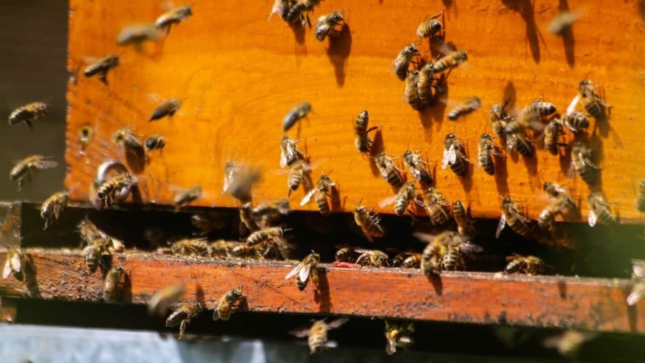 Bees