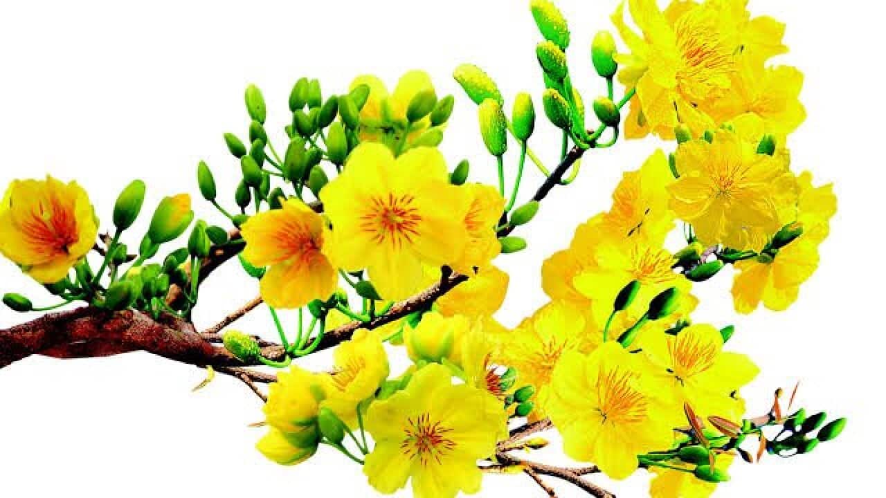 Mai khoe sắc thắm trong ngày Tết
