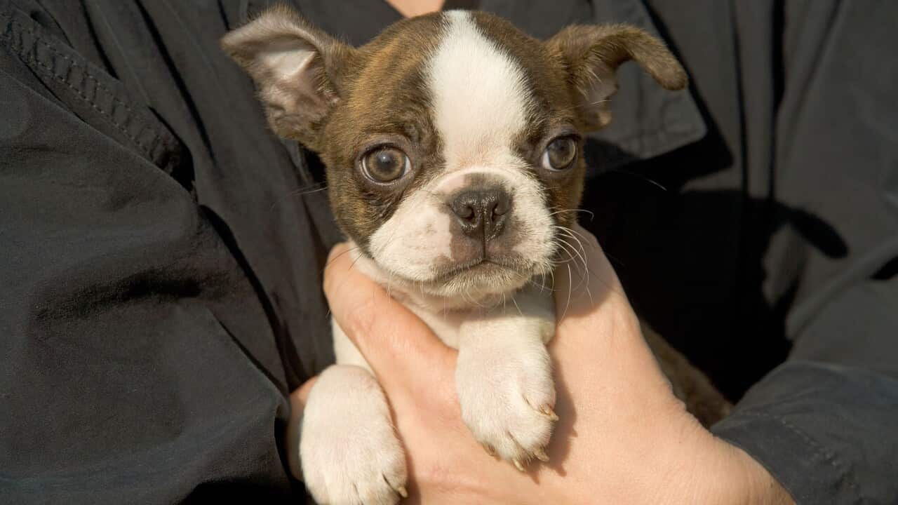 Dog - Boston Terrier puppy being held  (AAP/Mary Evans/Ardea/Jean-Michel Labat) | NO ARCHIVING, EDITORIAL USE ONLY
