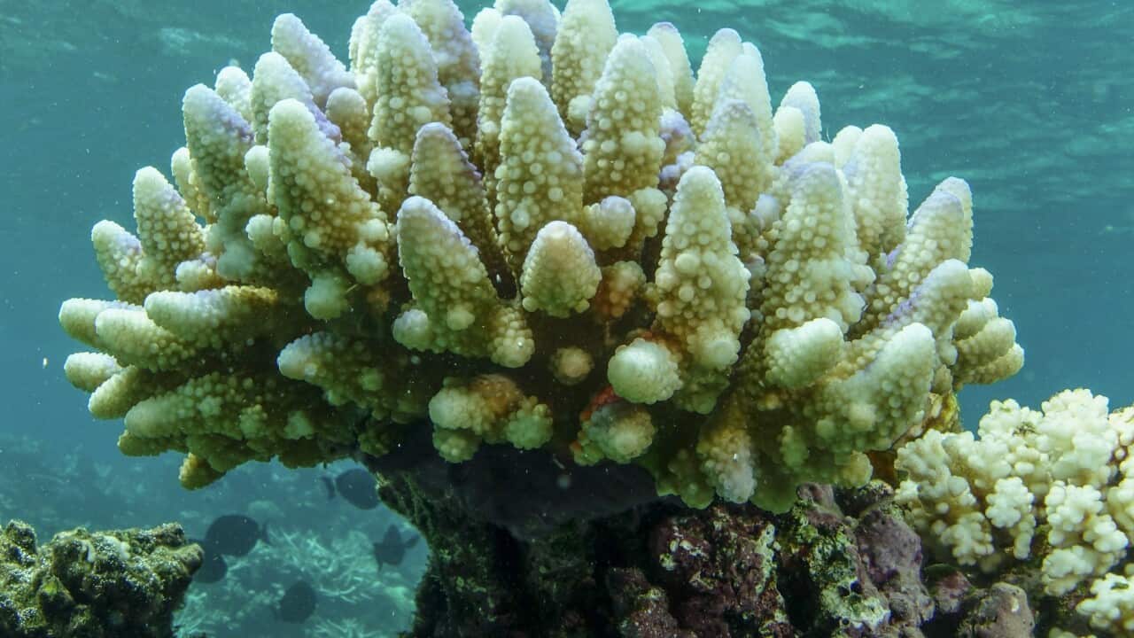 Australia Barrier Reef