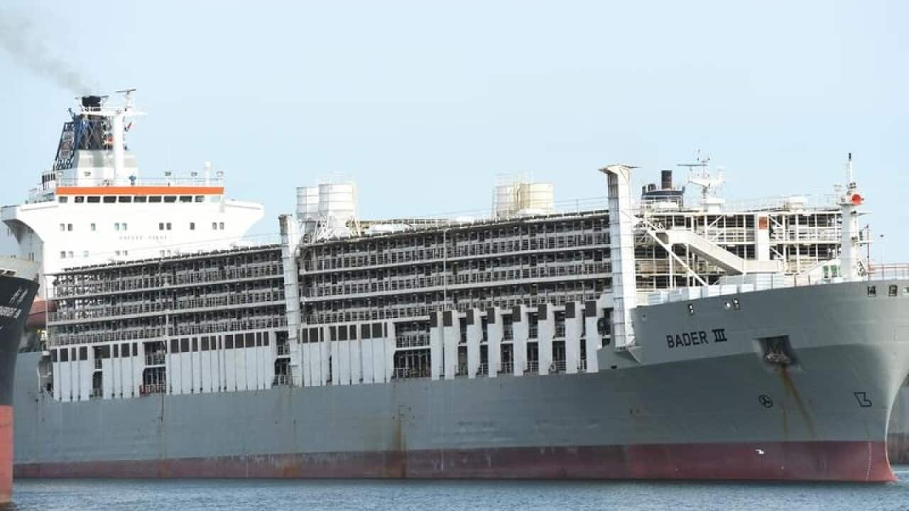 A view of the livestock transport ship Bader III.