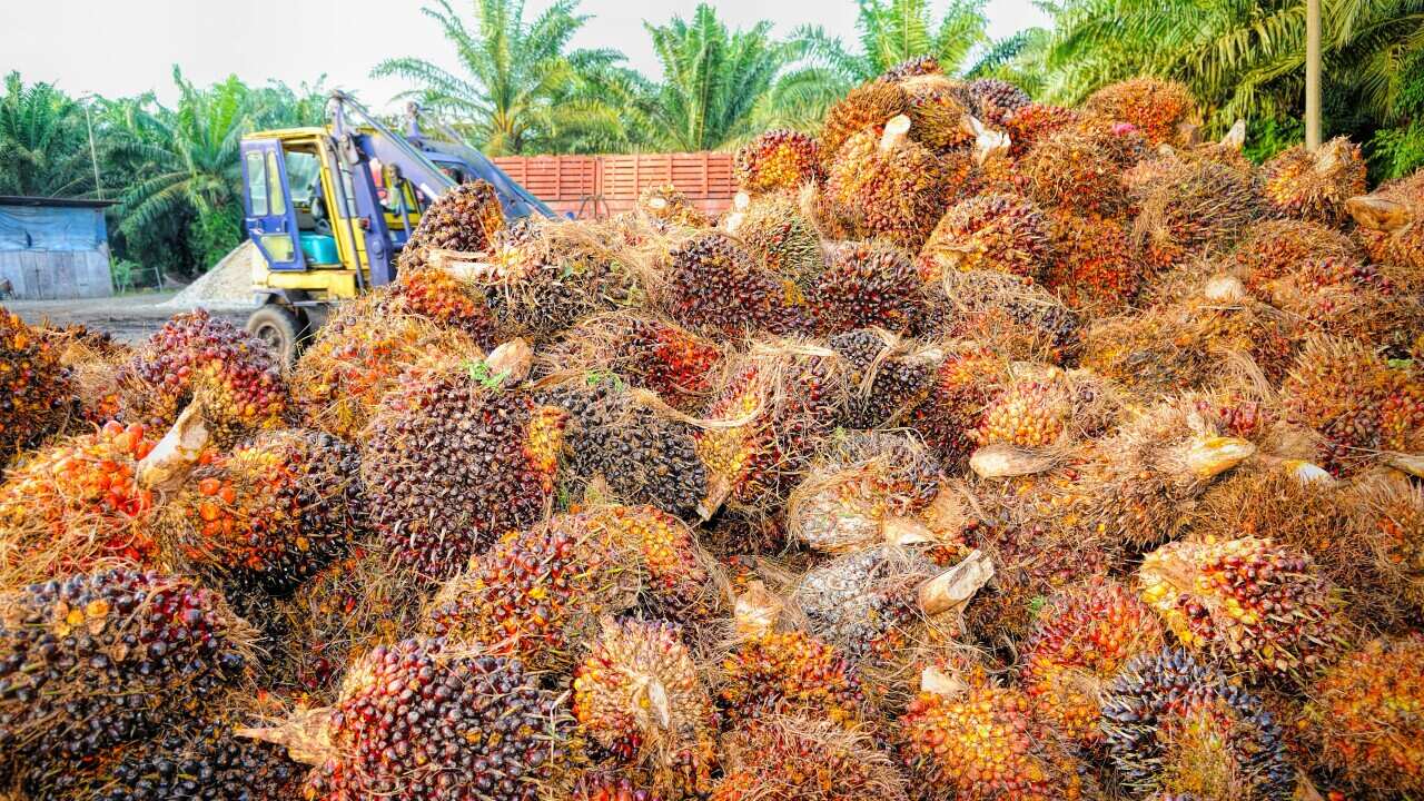 palm oil