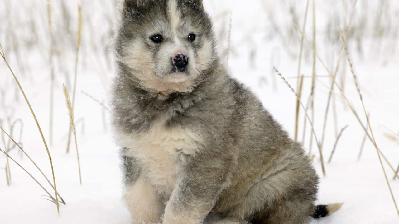 Siberian Husky
