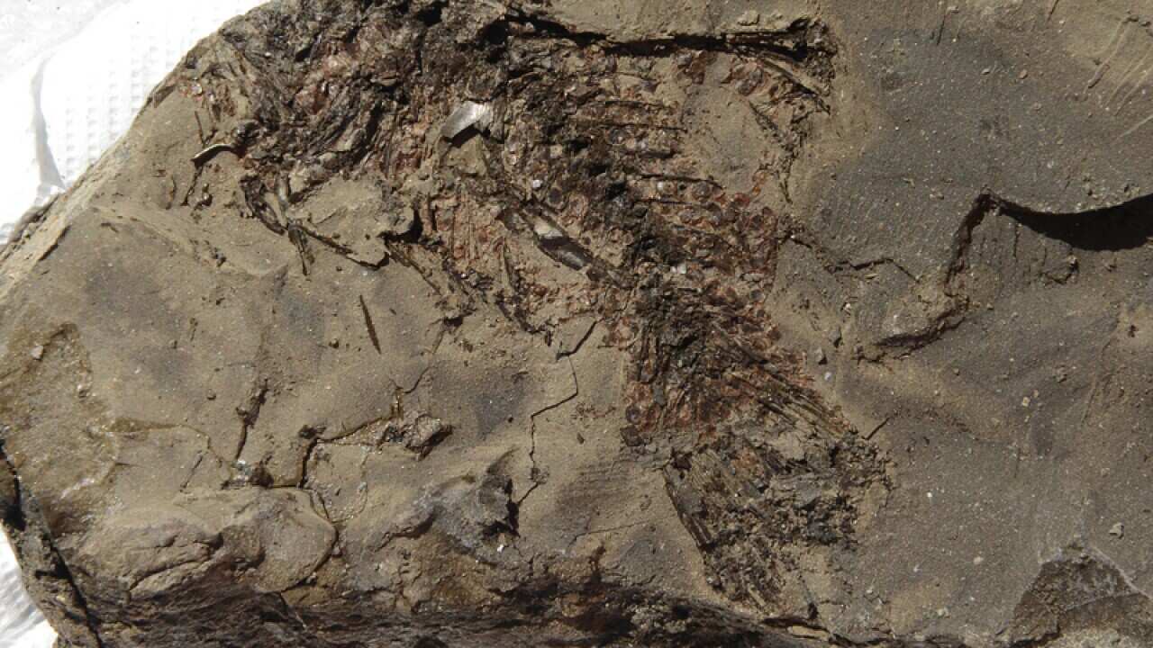 Ancient fossils found by Brisbane workers