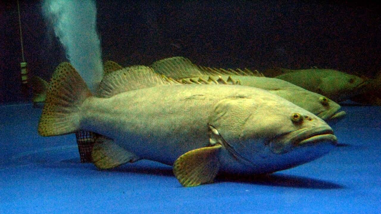 QUEENSLAND GROPER SUSTAINABILITY
