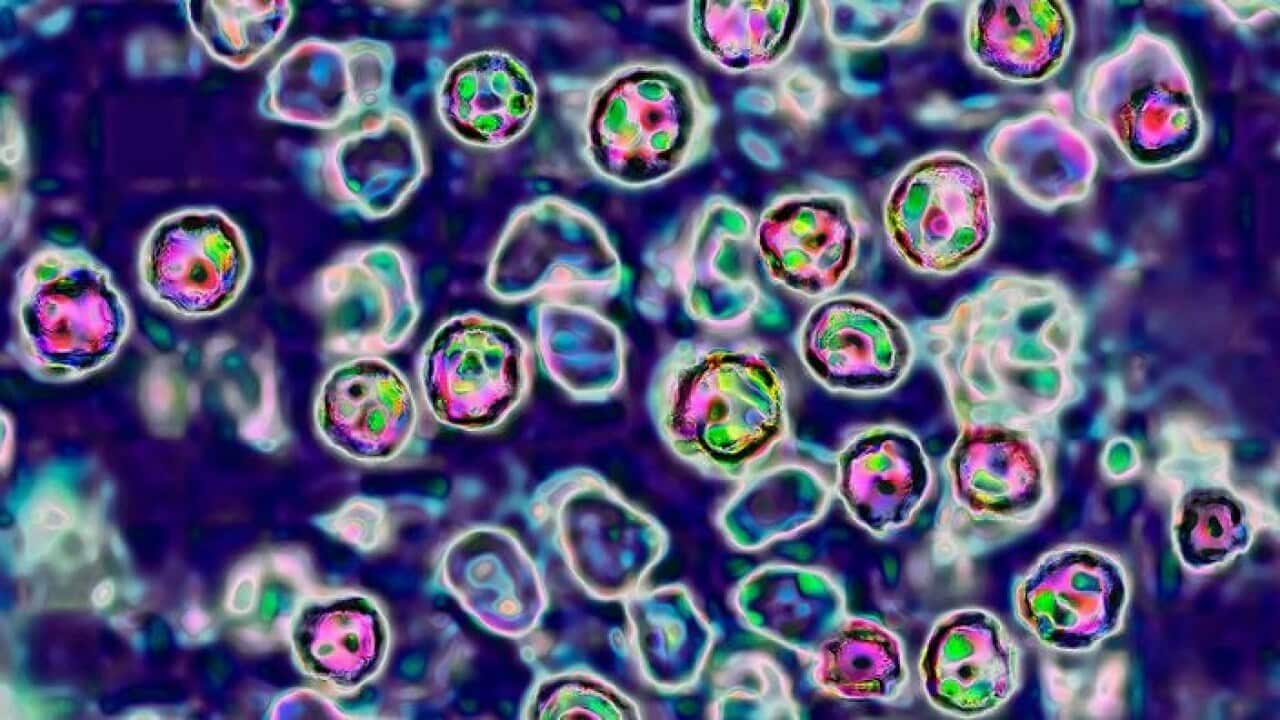 Korean_31032025_measles