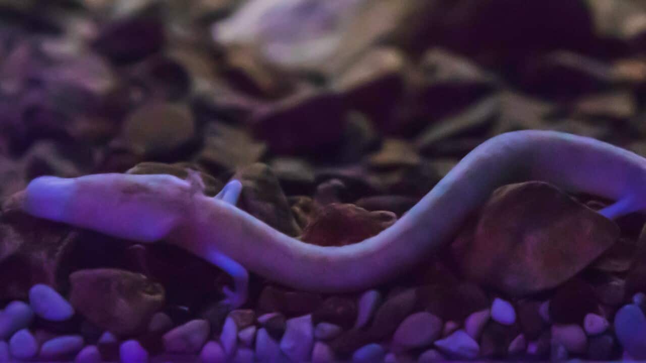 The olm or proteus or Proteus anguinus is an aquatic salamander in the family Proteidae, the only exclusively cave-dwelling chordate species found in Europe