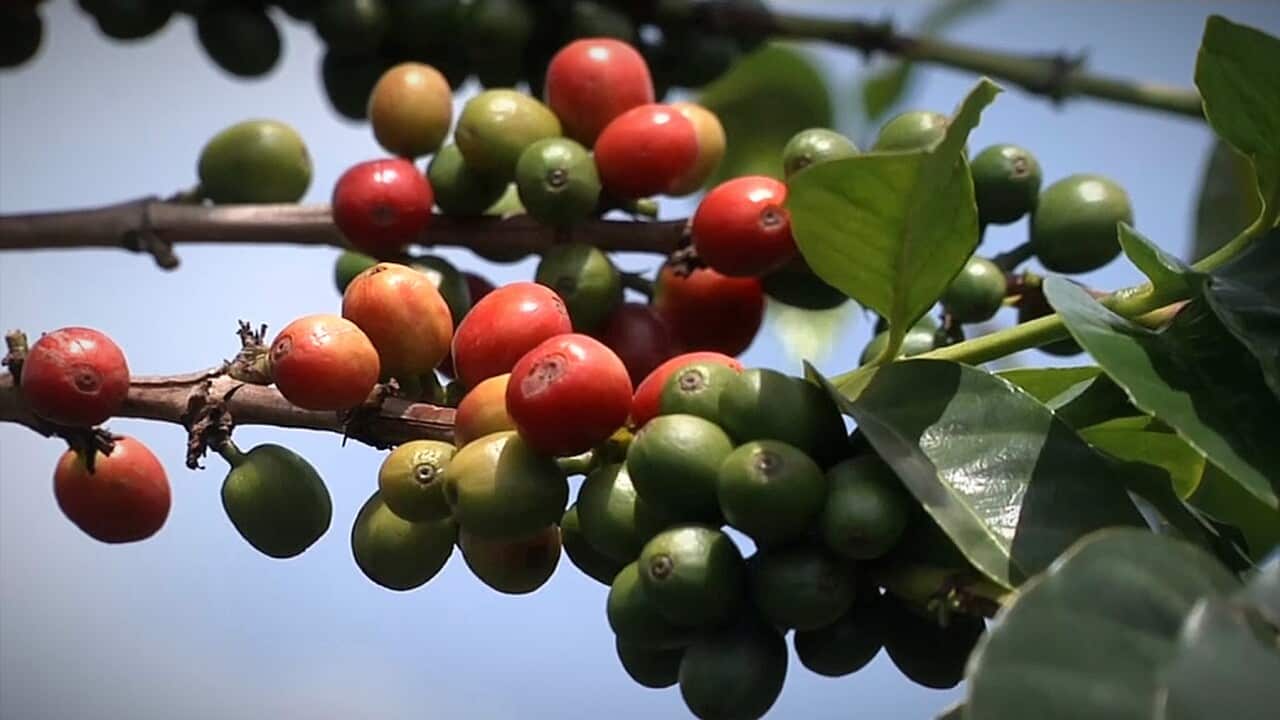 Coffee berries at different stages of maturity on a single plant