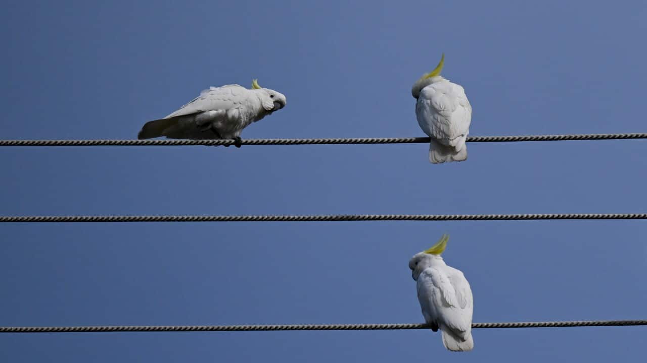 Birds are seen perching on power lines in Canberra