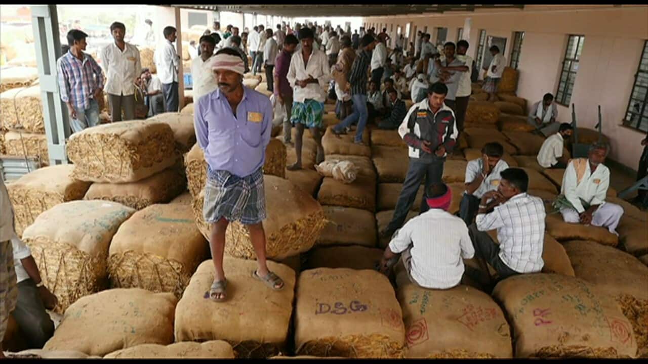Bales of tobacco at the Hunsur tobacco market.