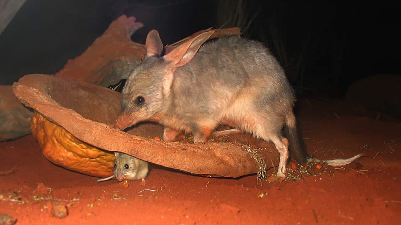 Bilby_at_Sydney_Wildlife_World