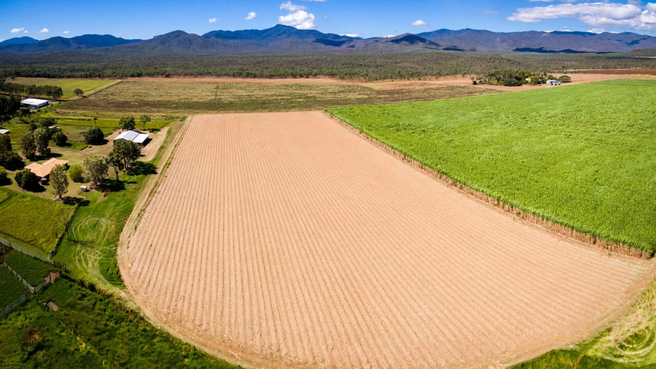 Aerial View of a Cane Farm in Mareeba, Australia